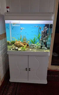 آکواریوم دلسا k800 با میز شرکتی