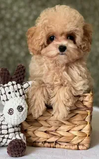 توله پودل توی پودل کرم نسکافه ۷۵ روز