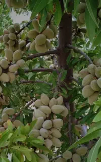 تغذیه و تقویت درخت با افزایش کیفیت و باردهی