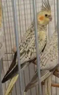 عروس هلندی گمشده