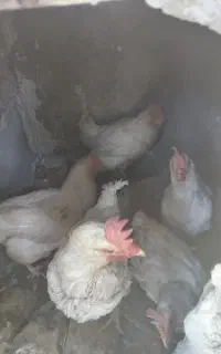 مرغ ماشینی