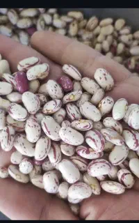 لوبیا چیتی