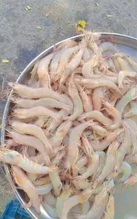 میگو قشنگ میگو درجه یک صورتی