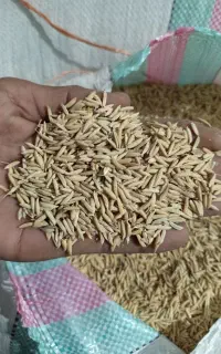 شالی دم سیاه درجه یک