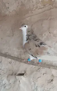 کفتر ساده هفت رنگ
