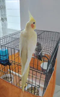 عروس هلندی رام و دستی