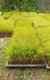 تیم آماده نشا جو جمشید