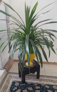 گل زیبا