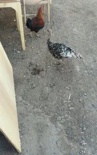 مرغ و خروس بوقلمون