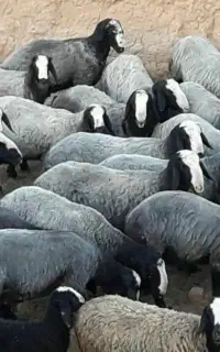 میش ابستن گوسفند دوقلو deroee بره نر ماده ژن قوچ