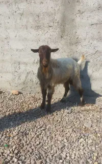 تکه،بزغاله نر