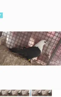 فرش کله سفید و پولک