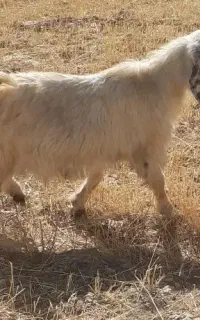 بزغاله ماده چاق ودرشت نذر وقربانی