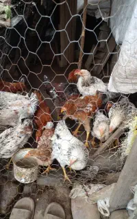 جوجه گلپایگان