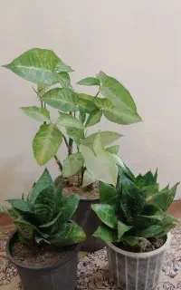 گلهای خانگی