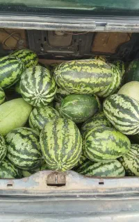 هندوانه زابل (چیتک) عمده