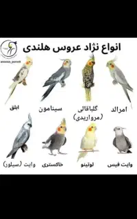 عروس هلندی گمشده ۱۸متری فهیمی