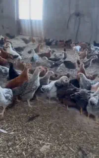 جوجه و نمیچه خروس مرغ