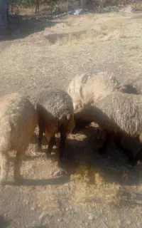 میش