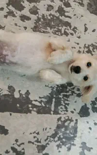 واگذاری سگ پامر اشپیتز