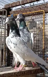 پاکستانی اصل خون خالص