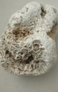 فسیل