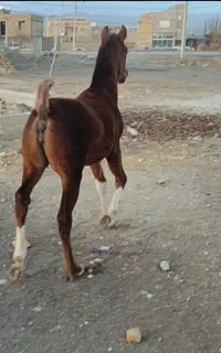 کره مادیان هشت ماهه نوه بن طوطی