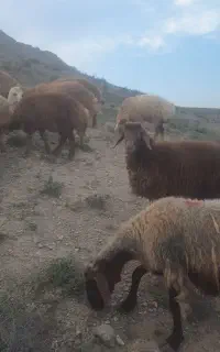 گوسفند.میش با بره