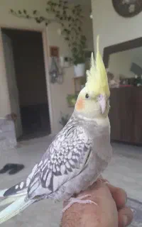 عروس هلندی نر گم شده