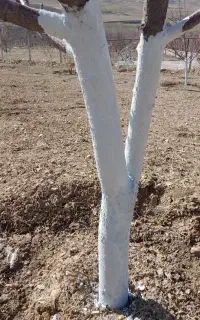 کارباغ. رنگ کردن تنه درختان. چال کود کردن. سمپاشی