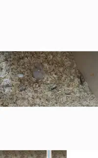 معاوضه جوجه کاسکو سرلاکی