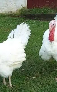 بوقلمون گوشتی پرورش طبیعی