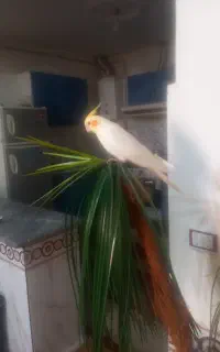 عروس هلندی گم شده