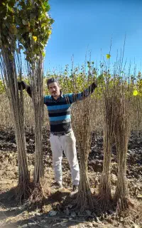 تولید کننده انواع نهال میوه پیوندی با اصالت وصنوبر