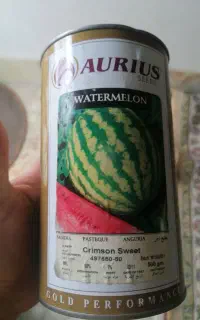 تخم هندوانه