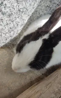 خرگوش