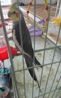 عروس هلندی نر