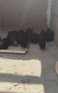 جوجه مرغ