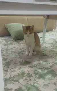 واگذاری گربه ۴ ماهه