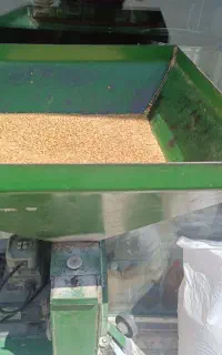 آسیاب گندم