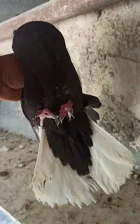 سیاه دم سفید ماده