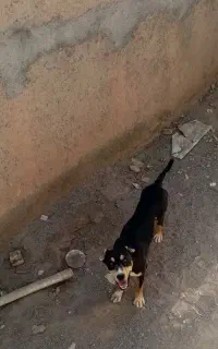 سگ نگهبان