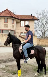 اسب نریان عرب ایرانی