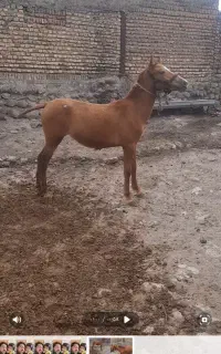 کره اسب