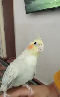 عروس هلندی