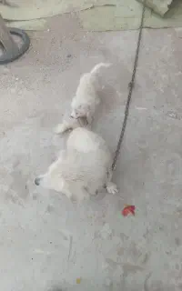 سگ ماده با توله نر