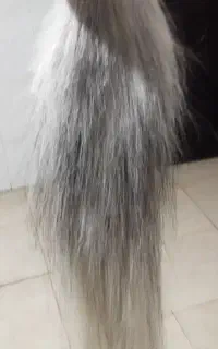 دوم اسب خشک شده