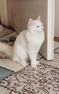 گربه نر