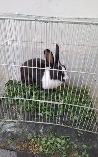 خرگوش