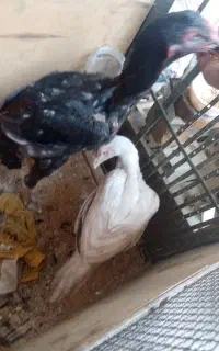 خروس و مرغ لاری جوجه ۶ ماهه